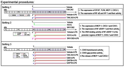 NF-κB and AP-1 are required for the lipopolysaccharide-induced expression of MCP-1, CXCL1, and Cx43 in cultured rat dorsal spinal cord astrocytes